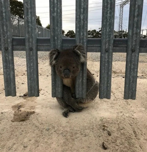 Минута отдыха Примеры забавных случаев, когда любопытство подвело животных Животные Минута отдыха Примеры забавных случаев, когда любопытство подвело животных Животные