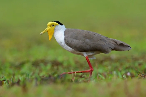 Минута отдыха Очаровательные маски животных с загадочной внешностью Животные 