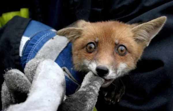 Минута отдыха Животные пугаются и удивляются, а иногда делают это так мило Животные Минута отдыха Животные пугаются и удивляются, а иногда делают это так мило Животные