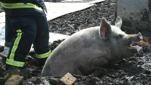Минута отдыха Примеры забавных случаев, когда любопытство подвело животных Животные Минута отдыха Примеры забавных случаев, когда любопытство подвело животных Животные