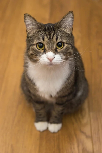 Минута отдыха Очаровательные котики с гипнотическим взглядом, которые покорят ваше сердце Животные 