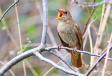 Минута отдыха Почему птицы поют больше всего на рассвете? Интересное 