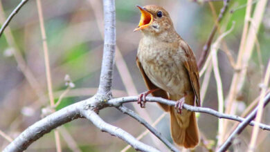 Минута отдыха Почему птицы поют больше всего на рассвете? Интересное 