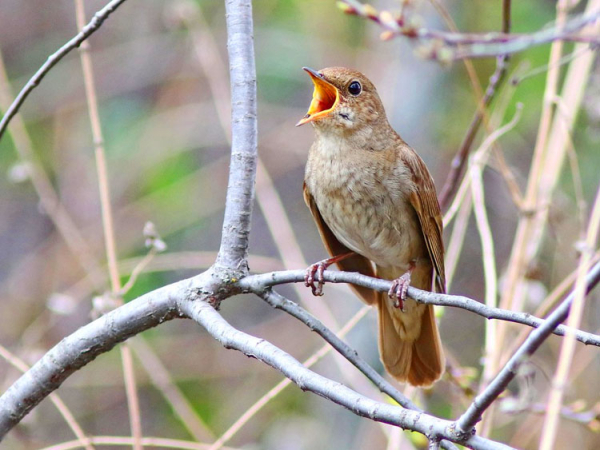 Минута отдыха Почему птицы поют больше всего на рассвете? Интересное 