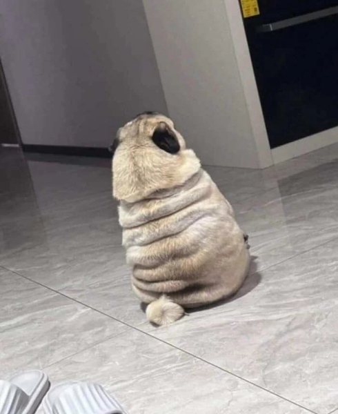 Минута отдыха Очаровательные животные, которые моментально поднимут настроение Животные 