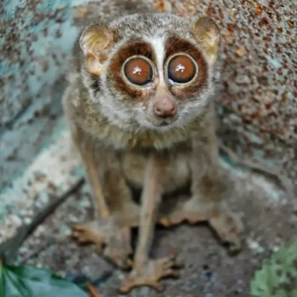 Минута отдыха Животные пугаются и удивляются, а иногда делают это так мило Животные Минута отдыха Животные пугаются и удивляются, а иногда делают это так мило Животные