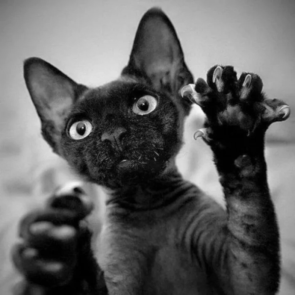 Минута отдыха Очаровательные котики с гипнотическим взглядом, которые покорят ваше сердце Животные 