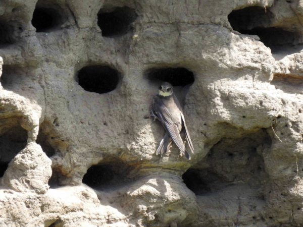 Минута отдыха Береговушка: эта птица рвёт шаблоны о поведении пернатых Интересное 