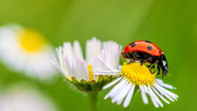 Минута отдыха Божья коровка: приметы и поверья, в которые до сих пор верят Интересное Минута отдыха Божья коровка: приметы и поверья, в которые до сих пор верят Интересное