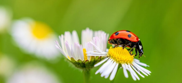 Минута отдыха Божья коровка: приметы и поверья, в которые до сих пор верят Интересное 