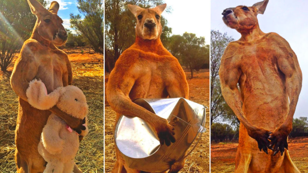 Минута отдыха Правда ли, что в Австралии разводят и едят кенгуру, как коров или овец? Интересное Минута отдыха Правда ли, что в Австралии разводят и едят кенгуру, как коров или овец? Интересное