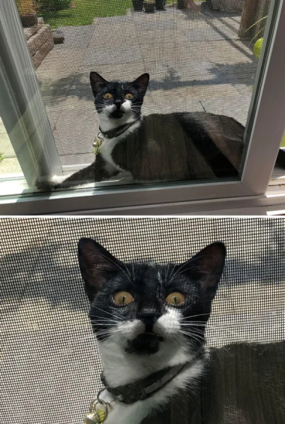 Минута отдыха Примеры забавных случаев, когда любопытство подвело животных Животные Минута отдыха Примеры забавных случаев, когда любопытство подвело животных Животные