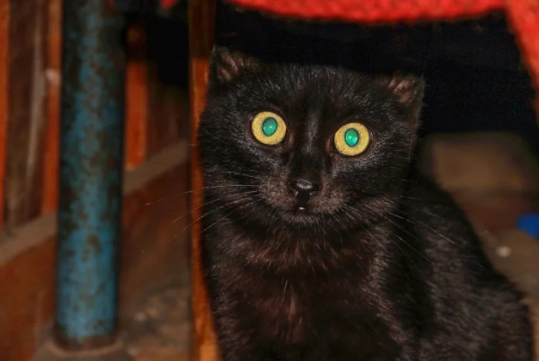 Минута отдыха Очаровательные котики с гипнотическим взглядом, которые покорят ваше сердце Животные 