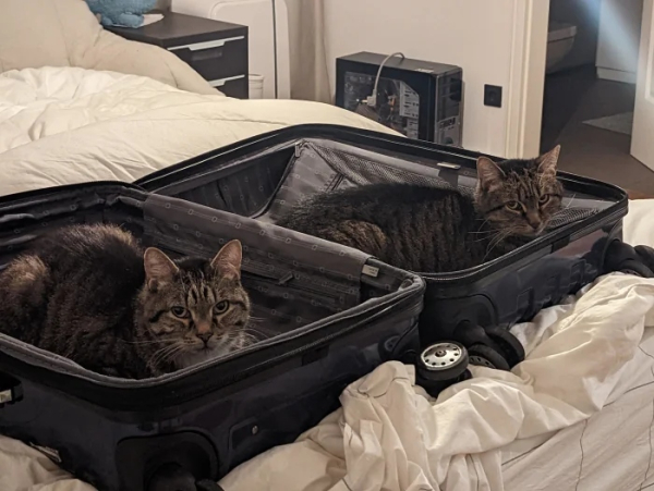 Минута отдыха Примеры разных случаев, когда кошки вели себя особенно загадочно Животные 