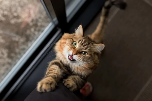 Минута отдыха Очаровательные котики с гипнотическим взглядом, которые покорят ваше сердце Животные 