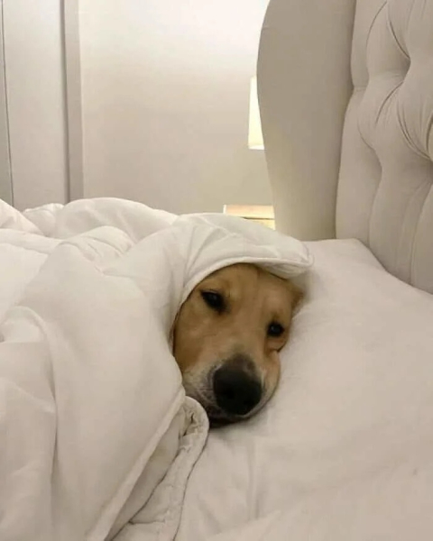 Минута отдыха Очаровательные животные, которые моментально поднимут настроение Животные 