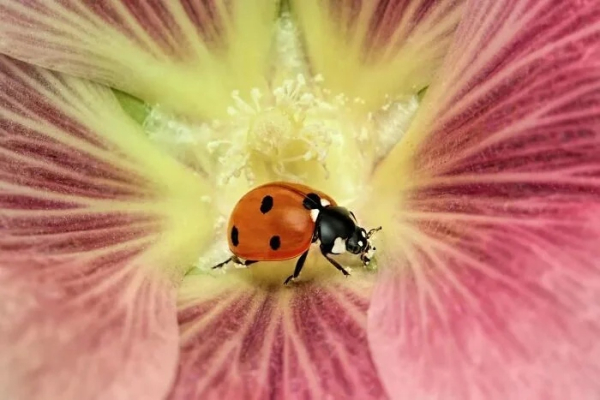 Минута отдыха Впечатляющая красота насекомых, которых мы можем больше не увидеть Животные Минута отдыха Впечатляющая красота насекомых, которых мы можем больше не увидеть Животные