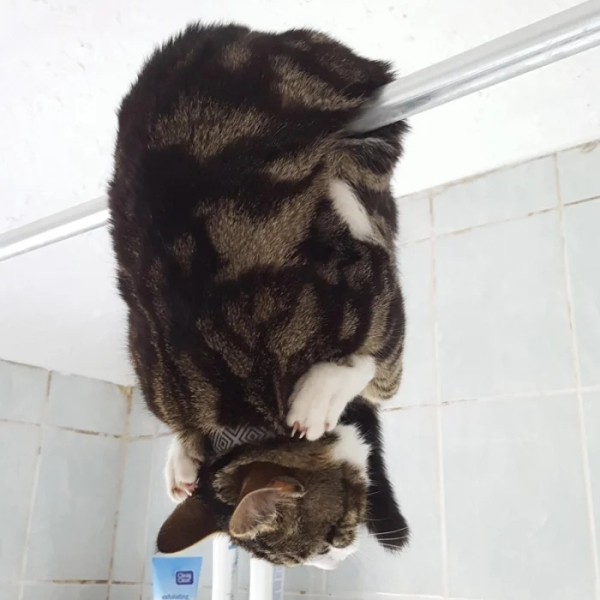 Минута отдыха Примеры разных случаев, когда кошки вели себя особенно загадочно Животные 