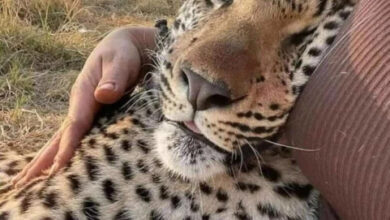 Минута отдыха Очаровательные животные, которые моментально поднимут настроение Животные 