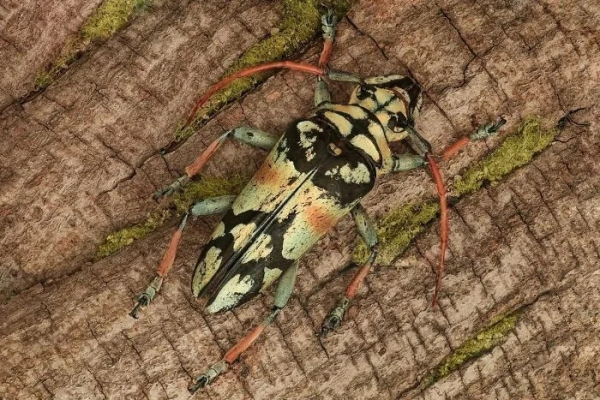 Минута отдыха Впечатляющая красота насекомых, которых мы можем больше не увидеть Животные Минута отдыха Впечатляющая красота насекомых, которых мы можем больше не увидеть Животные