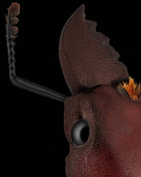 Минута отдыха Впечатляющая красота насекомых, которых мы можем больше не увидеть Животные Минута отдыха Впечатляющая красота насекомых, которых мы можем больше не увидеть Животные