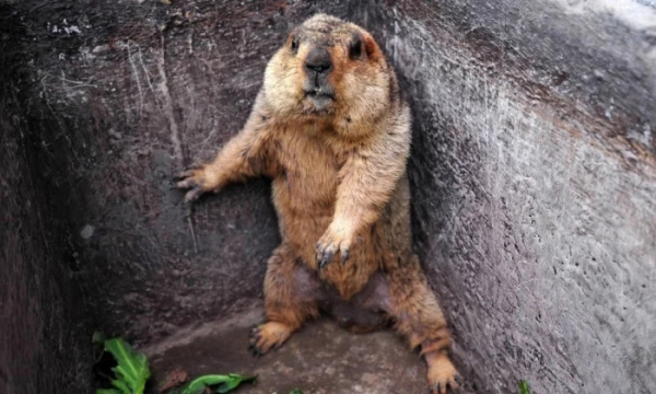 Минута отдыха Животные пугаются и удивляются, а иногда делают это так мило Животные Минута отдыха Животные пугаются и удивляются, а иногда делают это так мило Животные