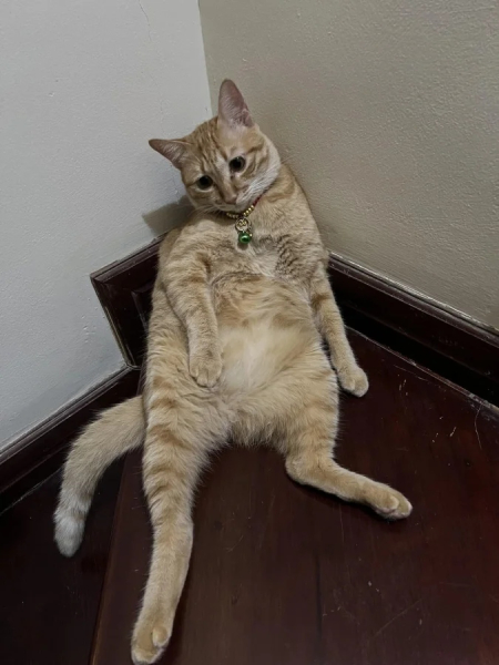 Минута отдыха Очаровательные животные, которые моментально поднимут настроение Животные 