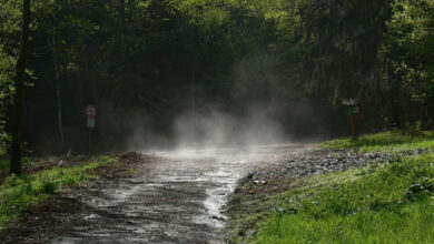 Минута отдыха Что такое петрикор и откуда он берется? Интересное 