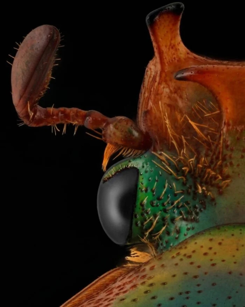 Минута отдыха Впечатляющая красота насекомых, которых мы можем больше не увидеть Животные Минута отдыха Впечатляющая красота насекомых, которых мы можем больше не увидеть Животные