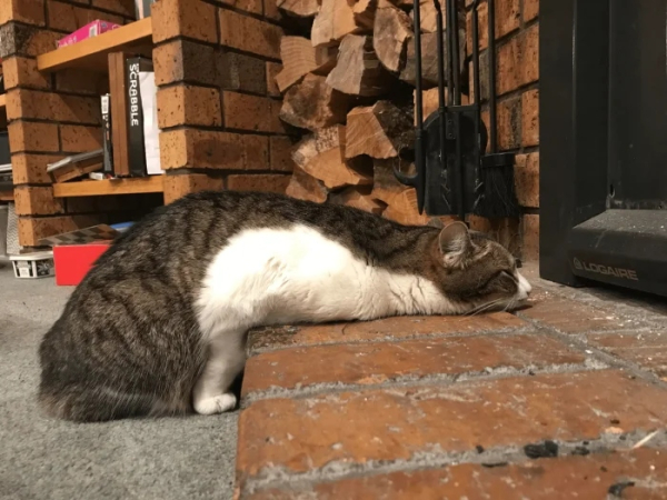 Минута отдыха Примеры разных случаев, когда кошки вели себя особенно загадочно Животные 