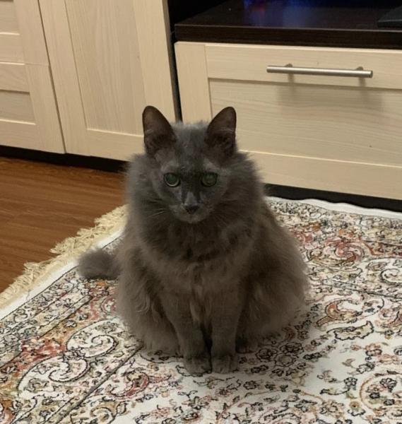 Минута отдыха Очаровательные котики с гипнотическим взглядом, которые покорят ваше сердце Животные 