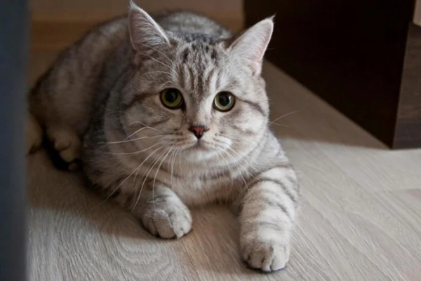 Минута отдыха Очаровательные котики с гипнотическим взглядом, которые покорят ваше сердце Животные 