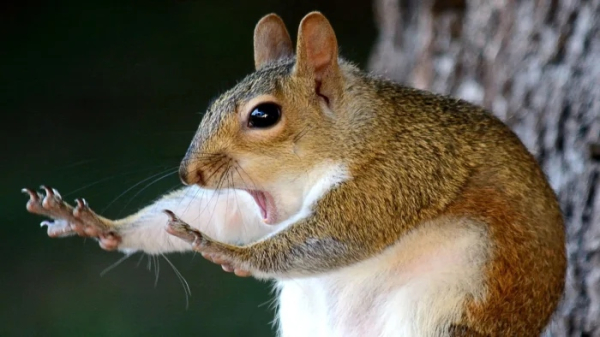 Минута отдыха Животные пугаются и удивляются, а иногда делают это так мило Животные Минута отдыха Животные пугаются и удивляются, а иногда делают это так мило Животные