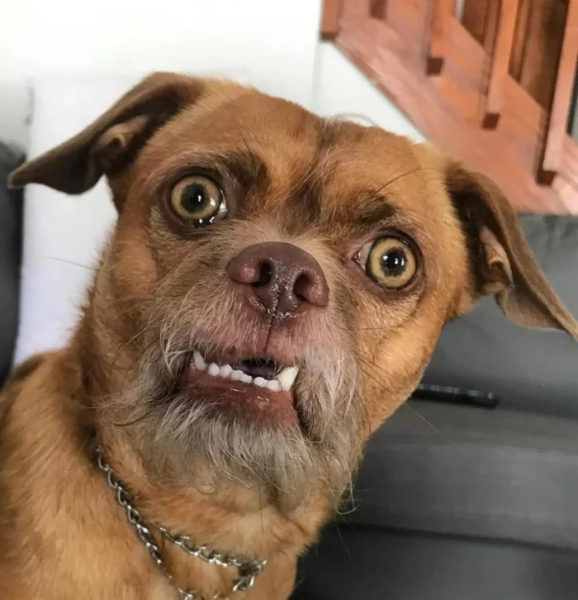 Минута отдыха Животные пугаются и удивляются, а иногда делают это так мило Животные Минута отдыха Животные пугаются и удивляются, а иногда делают это так мило Животные