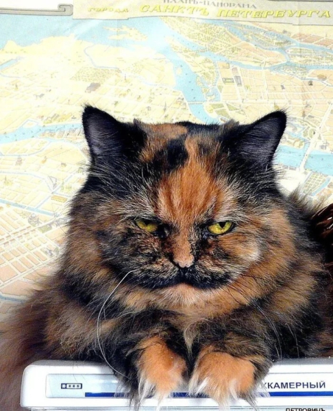 Минута отдыха Очаровательные котики с гипнотическим взглядом, которые покорят ваше сердце Животные 