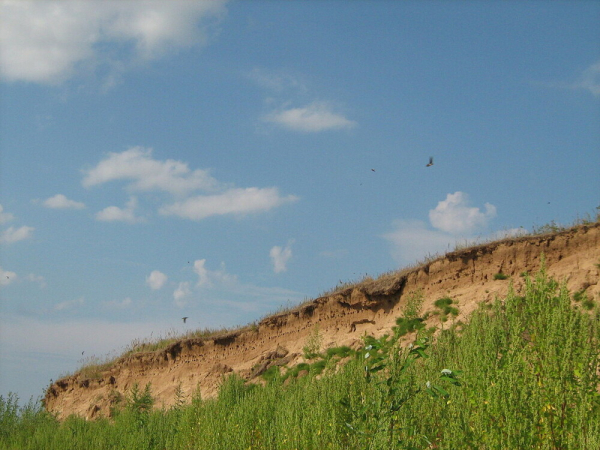 Минута отдыха Береговушка: эта птица рвёт шаблоны о поведении пернатых Интересное 