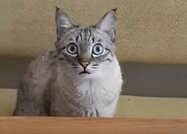 Минута отдыха Очаровательные котики с гипнотическим взглядом, которые покорят ваше сердце Животные 