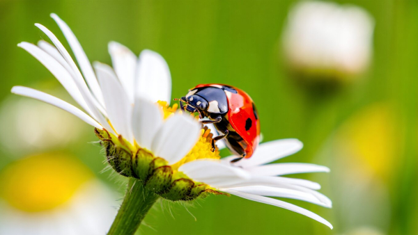 Минута отдыха Божья коровка: приметы и поверья, в которые до сих пор верят Интересное 