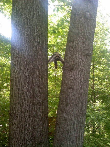 Минута отдыха Примеры забавных случаев, когда любопытство подвело животных Животные Минута отдыха Примеры забавных случаев, когда любопытство подвело животных Животные