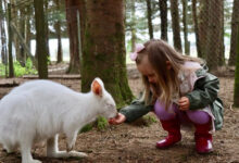 Минута отдыха Правда ли, что в Австралии разводят и едят кенгуру, как коров или овец? Интересное 