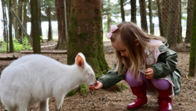 Минута отдыха Правда ли, что в Австралии разводят и едят кенгуру, как коров или овец? Интересное 