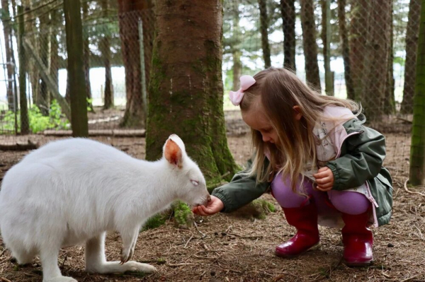 Минута отдыха Правда ли, что в Австралии разводят и едят кенгуру, как коров или овец? Интересное Минута отдыха Правда ли, что в Австралии разводят и едят кенгуру, как коров или овец? Интересное