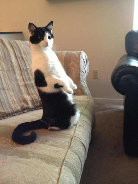 Минута отдыха Примеры разных случаев, когда кошки вели себя особенно загадочно Животные 