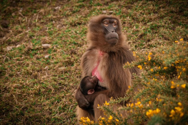Минута отдыха Гелада: грива, клыки и вечные кровавые разборки Интересное 