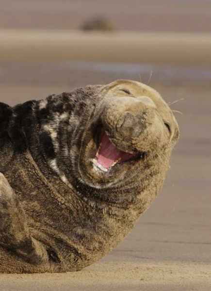 Минута отдыха Улыбки животных поднимут настроение лучше любой шутки Животные Минута отдыха Улыбки животных поднимут настроение лучше любой шутки Животные