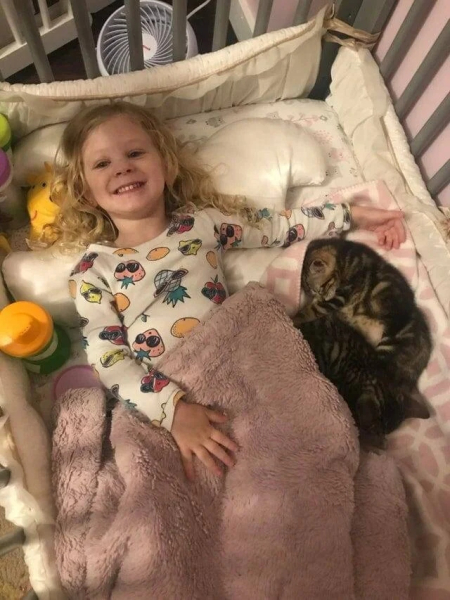 Минута отдыха Забавные снимки питомцев, которые захватили кровати своих хозяев Животные 