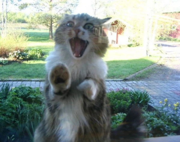 Минута отдыха Забавные снимки из жизни эмоциональных котанов Животные 