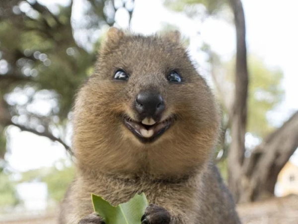 Минута отдыха Улыбки животных поднимут настроение лучше любой шутки Животные Минута отдыха Улыбки животных поднимут настроение лучше любой шутки Животные