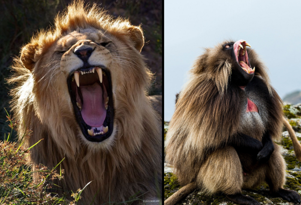 Минута отдыха Гелада: грива, клыки и вечные кровавые разборки Интересное 