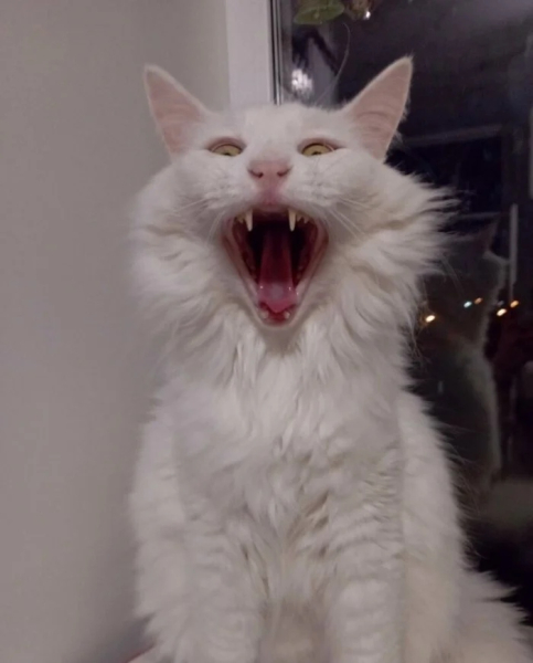 Минута отдыха Мощные челюсти с клыками у котиков, которые чем-то похожи на вампиров Животные Минута отдыха Мощные челюсти с клыками у котиков, которые чем-то похожи на вампиров Животные